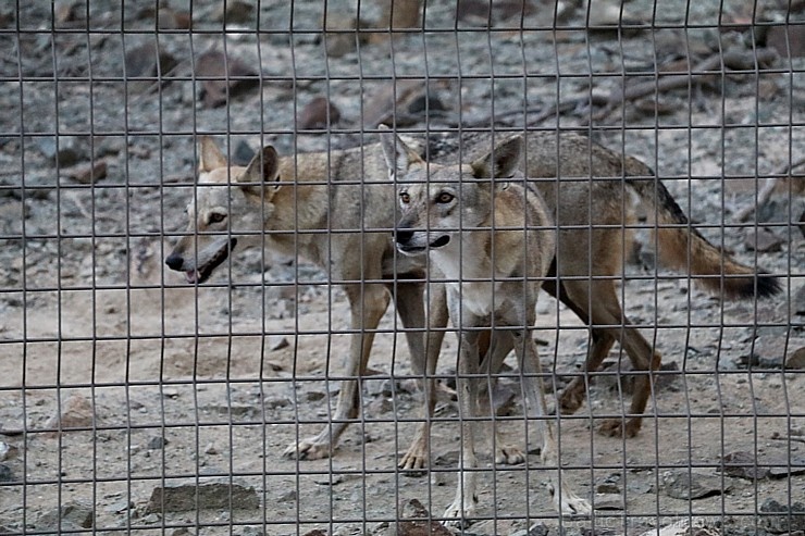 Travelnews.lv apmeklē dabas aizsardzības centru «Al Hefaiyah Mountain Conservation Centre». Atbalsta: VisitSharjah.com un Novatours.lv 269726