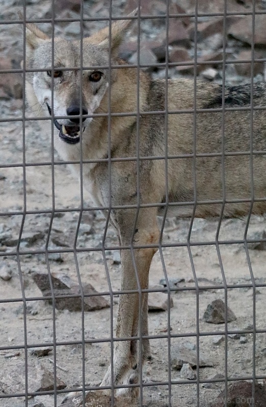 Travelnews.lv apmeklē dabas aizsardzības centru «Al Hefaiyah Mountain Conservation Centre». Atbalsta: VisitSharjah.com un Novatours.lv 269727