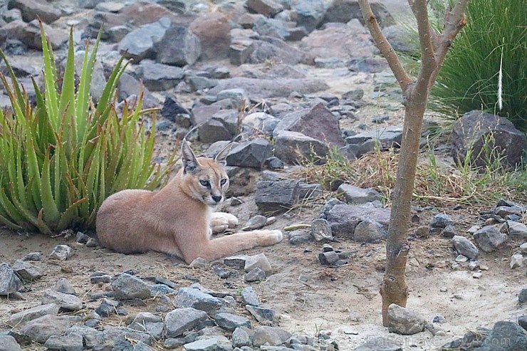 Travelnews.lv apmeklē dabas aizsardzības centru «Al Hefaiyah Mountain Conservation Centre». Atbalsta: VisitSharjah.com un Novatours.lv 269730