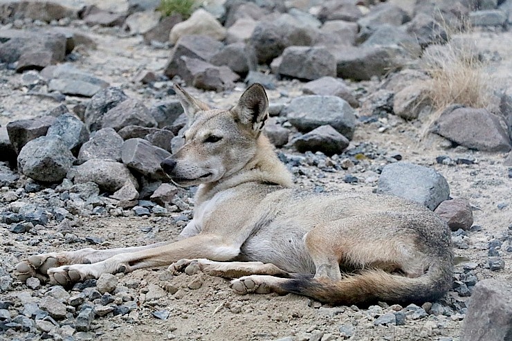 Travelnews.lv apmeklē dabas aizsardzības centru «Al Hefaiyah Mountain Conservation Centre». Atbalsta: VisitSharjah.com un Novatours.lv 269733