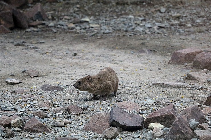 Travelnews.lv apmeklē dabas aizsardzības centru «Al Hefaiyah Mountain Conservation Centre». Atbalsta: VisitSharjah.com un Novatours.lv 269735