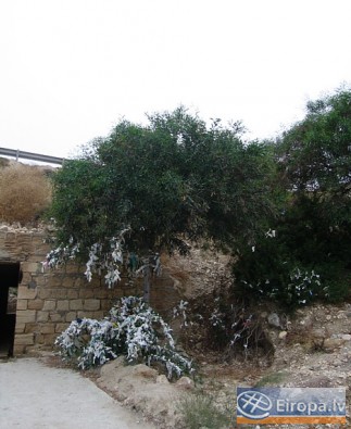 Visā Kiprā, kā arī pie Afrodītes klintīm ir redzmi tā dēvētie lūgšanu koki. Tam piesienot lenti un kaut ko ievēloties, vēlēšanās piepildoties. Cilvēki 14749