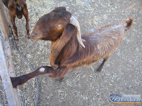 Kiprā ir sastopamas dažādas kazu sugas, bet īstas salas kazas ir tiešī brūnās ar lielajām ausīm 14778