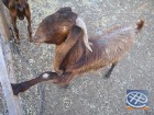 Kiprā ir sastopamas dažādas kazu sugas, bet īstas salas kazas ir tiešī brūnās ar lielajām ausīm 10