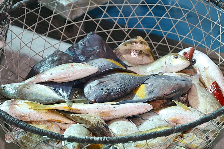 Travelnews.lv apmeklē Šārdžas zivju tirgus izsoli un ekskluzīvi iekļūst ostas zonā. Atbalsta: VisitSharjah.com un Novatours.lv 273219