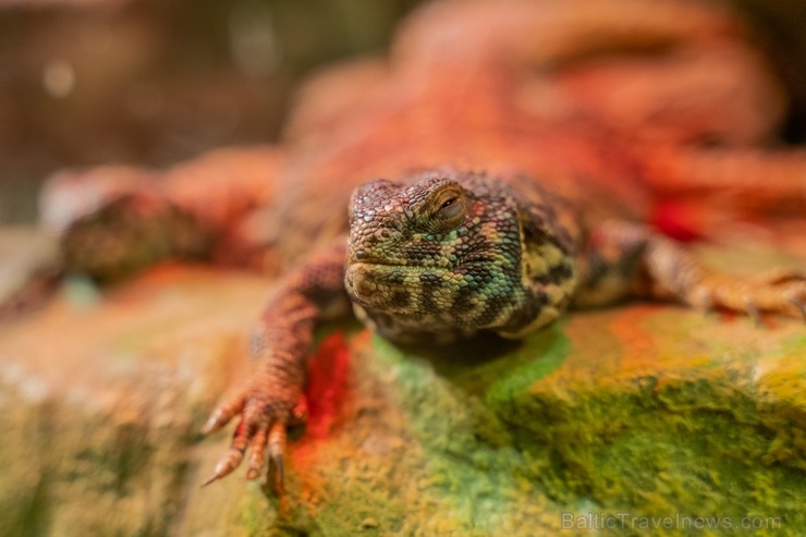 Latgales zoodārzā Daugavpilī atrodas neliela tropu oāze, kurā mīt dažādi eksotiskie un vietējie dzīvnieki 273721