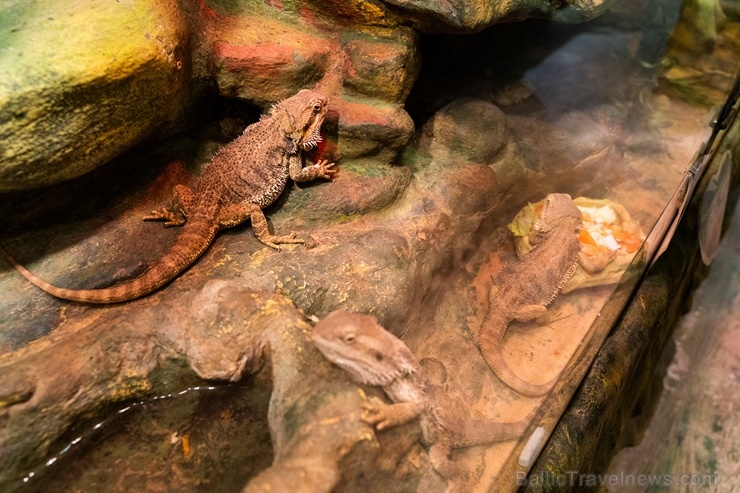 Latgales zoodārzā Daugavpilī atrodas neliela tropu oāze, kurā mīt dažādi eksotiskie un vietējie dzīvnieki 273727