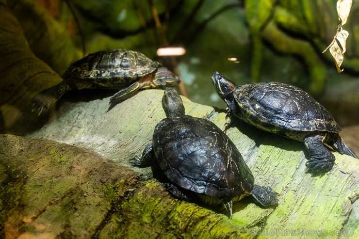 Latgales zoodārzā Daugavpilī atrodas neliela tropu oāze, kurā mīt dažādi eksotiskie un vietējie dzīvnieki 273737