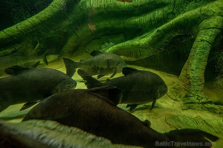 Latgales zoodārzā Daugavpilī atrodas neliela tropu oāze, kurā mīt dažādi eksotiskie un vietējie dzīvnieki 273746