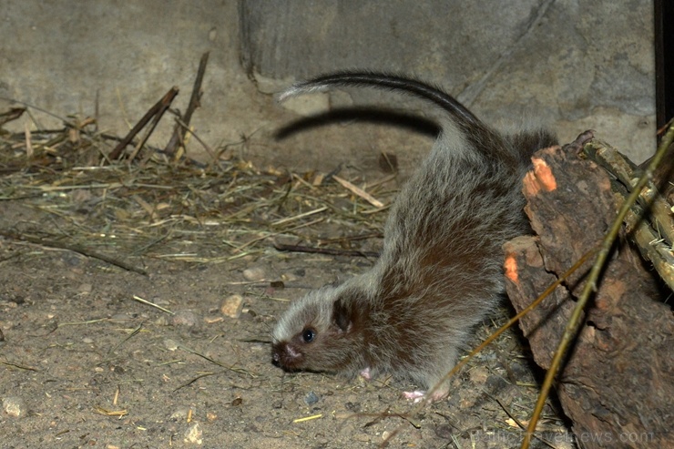 Neparastās Filipīnu mākoņžurkas, kas dabā sastopamas tikai Dienvidaustrumāzijā, Filipīnu lielākajā Lusonas salā, izvēlētas par Rīgas zooloģiskā dārza  275670