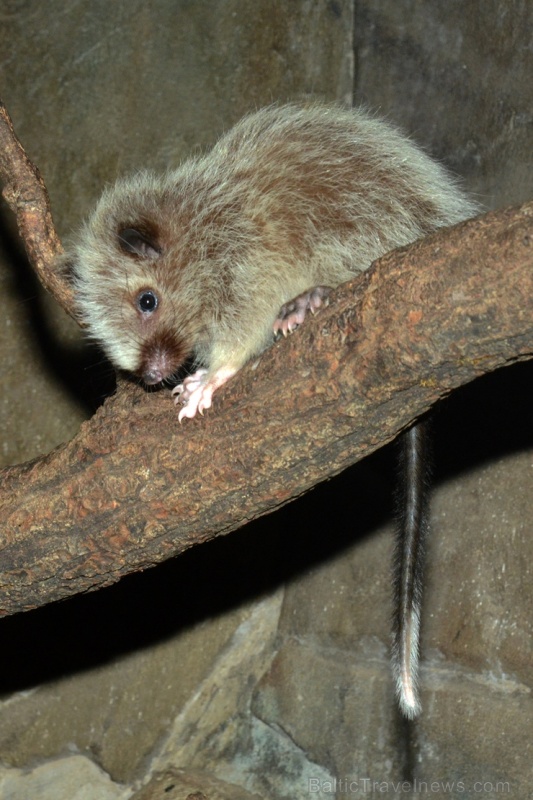 Neparastās Filipīnu mākoņžurkas, kas dabā sastopamas tikai Dienvidaustrumāzijā, Filipīnu lielākajā Lusonas salā, izvēlētas par Rīgas zooloģiskā dārza  275673