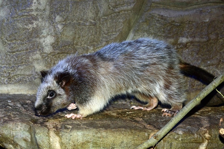 Neparastās Filipīnu mākoņžurkas, kas dabā sastopamas tikai Dienvidaustrumāzijā, Filipīnu lielākajā Lusonas salā, izvēlētas par Rīgas zooloģiskā dārza  275678