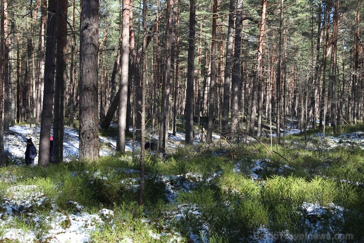 Ragakāpas dabas parkā Jūrmalā mostas pavasaris 279747