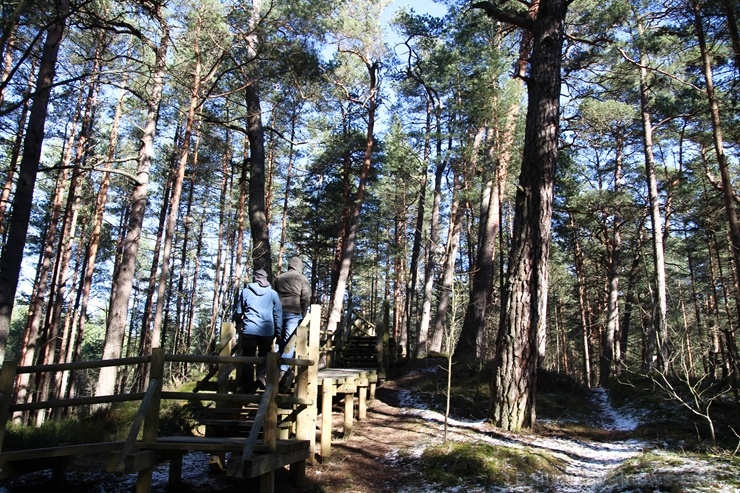 Ragakāpas dabas parkā Jūrmalā mostas pavasaris 279749