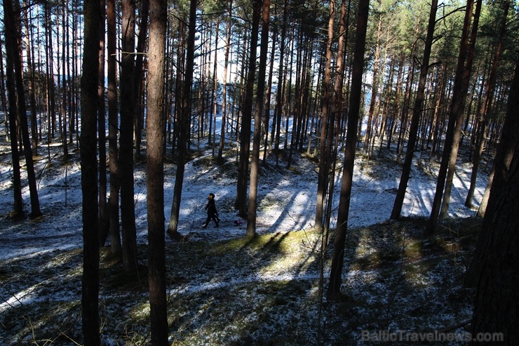 Ragakāpas dabas parkā Jūrmalā mostas pavasaris 279751