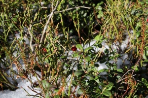 Ragakāpas dabas parkā Jūrmalā mostas pavasaris 1