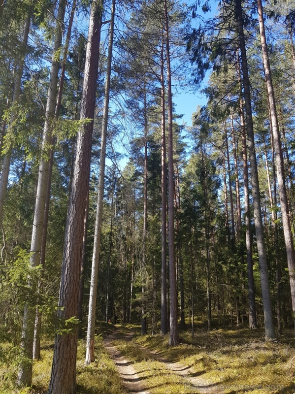 Staigājot pa taku, ir iespējams aplūkot augu, sūnu, ķērpju un kukaiņu daudzveidību, dižkokus, Jāņupītes stāvkrastu, kā arī novērtēt 2005. gada orkāna  280136