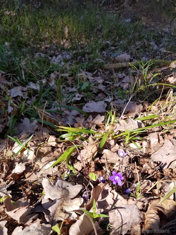 Staigājot pa taku, ir iespējams aplūkot augu, sūnu, ķērpju un kukaiņu daudzveidību, dižkokus, Jāņupītes stāvkrastu, kā arī novērtēt 2005. gada orkāna  280138