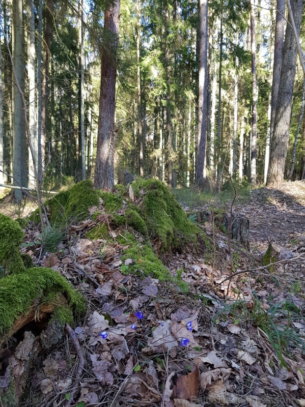 Staigājot pa taku, ir iespējams aplūkot augu, sūnu, ķērpju un kukaiņu daudzveidību, dižkokus, Jāņupītes stāvkrastu, kā arī novērtēt 2005. gada orkāna  280140