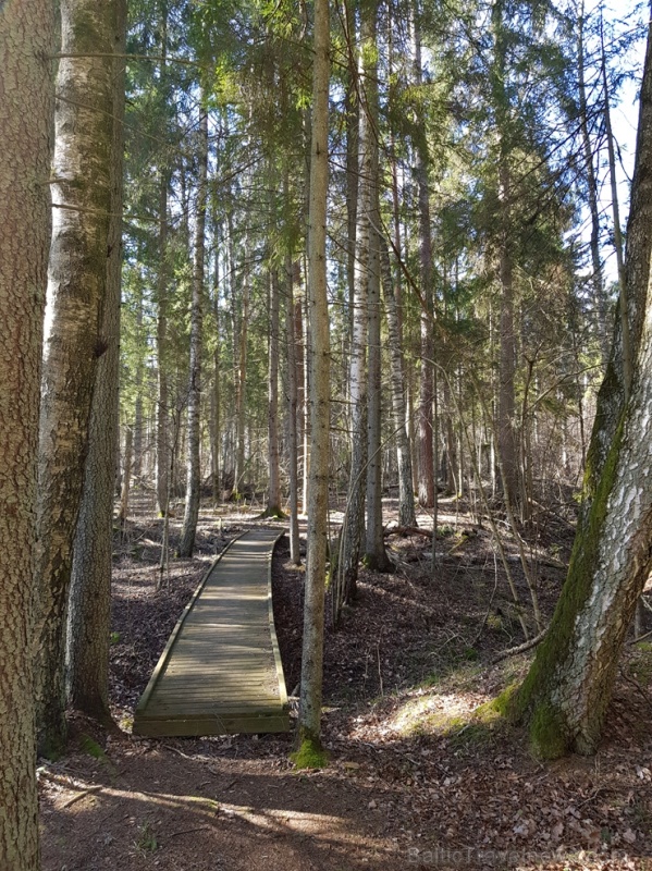 Staigājot pa taku, ir iespējams aplūkot augu, sūnu, ķērpju un kukaiņu daudzveidību, dižkokus, Jāņupītes stāvkrastu, kā arī novērtēt 2005. gada orkāna  280142