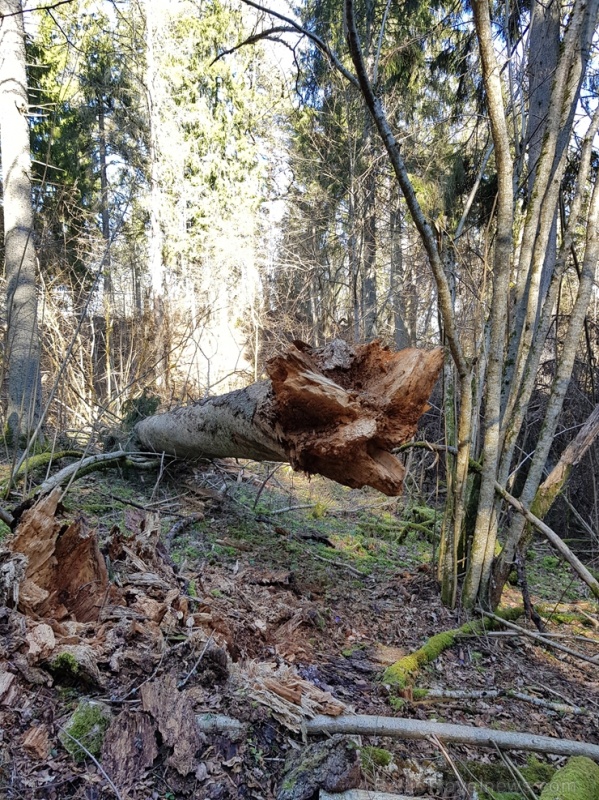 Staigājot pa taku, ir iespējams aplūkot augu, sūnu, ķērpju un kukaiņu daudzveidību, dižkokus, Jāņupītes stāvkrastu, kā arī novērtēt 2005. gada orkāna  280147