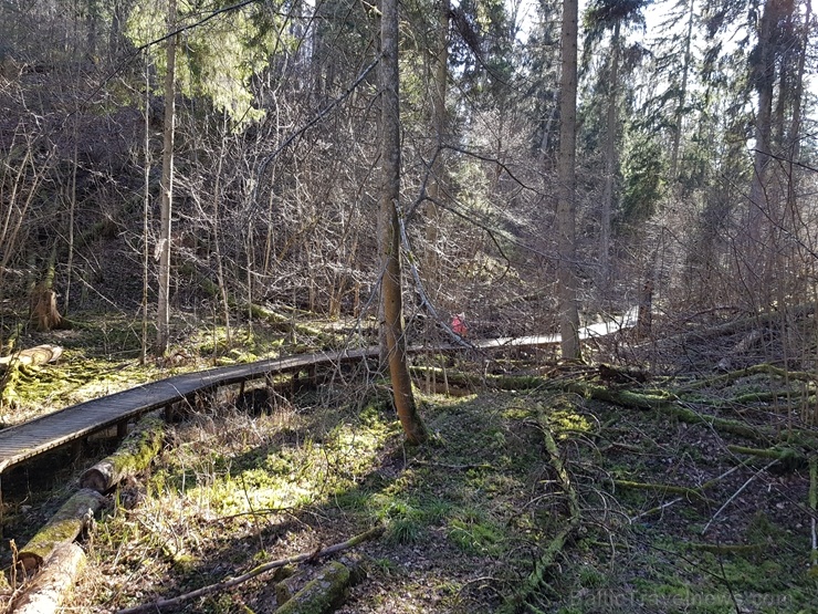 Staigājot pa taku, ir iespējams aplūkot augu, sūnu, ķērpju un kukaiņu daudzveidību, dižkokus, Jāņupītes stāvkrastu, kā arī novērtēt 2005. gada orkāna  280153