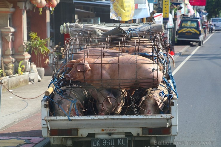 Travelnews.lv piedāvā fotomirkļus no Bali ielas dzīves un transporta 280327