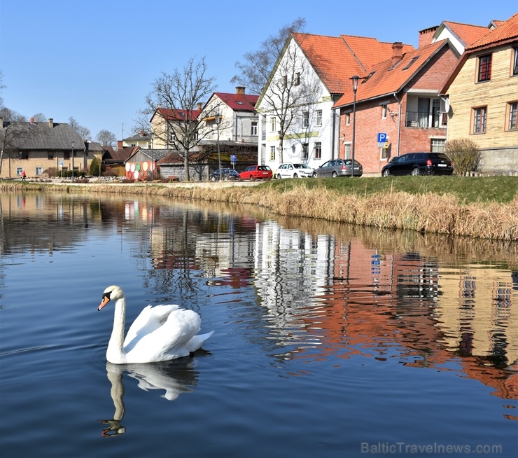 Talsos plaukst krāšņs pavasaris 280437