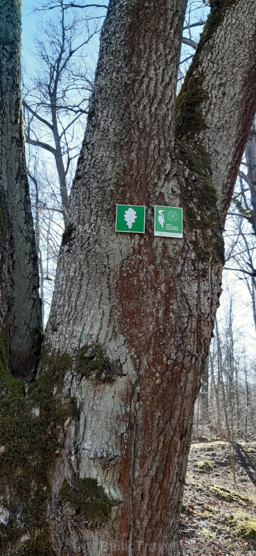 Preiļu parka teritorijā atrodas 9 Valsts nozīmes dižkoki un 7 Vietējās nozīmes dižkoki. Visi 16 ir apzīmēti ar speciālām atpazīstamības zīmēm - ozolko 280637