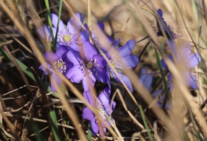 Pavasara pumpuri un ziedi iekrīt Travelnews.lv fotoobjektīvā 11