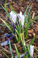 Pavasara pumpuri un ziedi iekrīt Travelnews.lv fotoobjektīvā 18