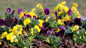 Pavasara pumpuri un ziedi iekrīt Travelnews.lv fotoobjektīvā 20