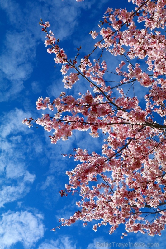 Rīdzinieki priecājas par pavasari un sakuras ķiršu krāšņajiem ziediem 281009