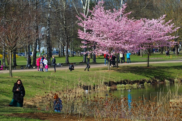 Rīdzinieki priecājas par pavasari un sakuras ķiršu krāšņajiem ziediem 281010