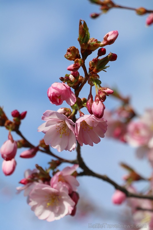 Rīdzinieki priecājas par pavasari un sakuras ķiršu krāšņajiem ziediem 281011