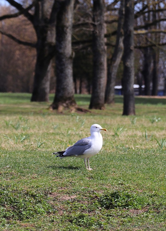 Rīdzinieki priecājas par pavasari un sakuras ķiršu krāšņajiem ziediem 281015