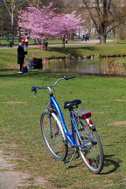 Rīdzinieki priecājas par pavasari un sakuras ķiršu krāšņajiem ziediem 281017