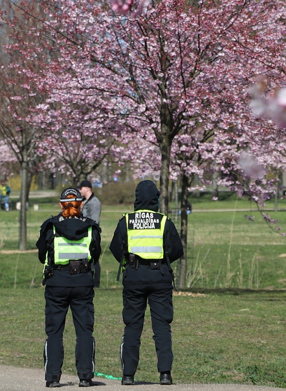 Rīdzinieki priecājas par pavasari un sakuras ķiršu krāšņajiem ziediem 281018