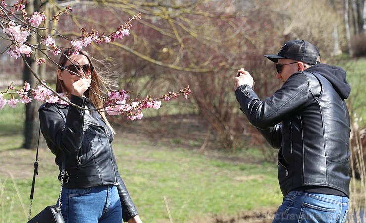 Rīdzinieki priecājas par pavasari un sakuras ķiršu krāšņajiem ziediem 281019