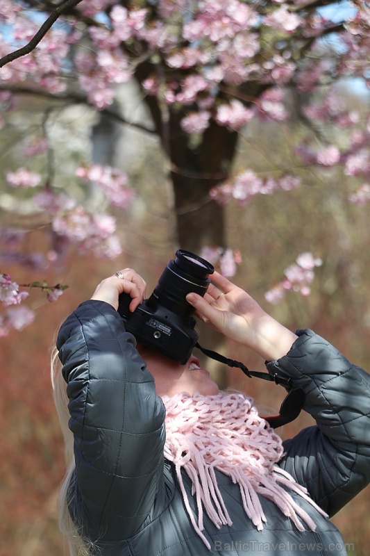 Rīdzinieki priecājas par pavasari un sakuras ķiršu krāšņajiem ziediem 281021