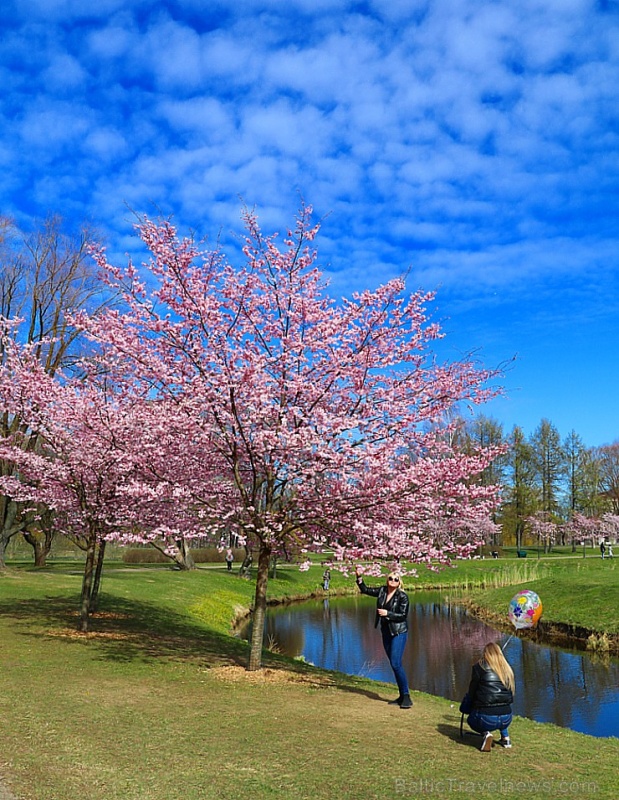 Rīdzinieki priecājas par pavasari un sakuras ķiršu krāšņajiem ziediem 281023