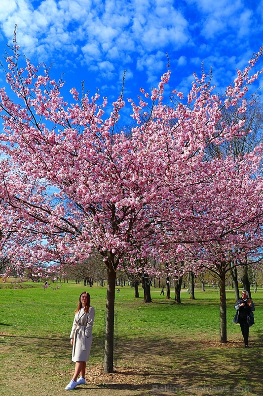 Rīdzinieki priecājas par pavasari un sakuras ķiršu krāšņajiem ziediem 281025