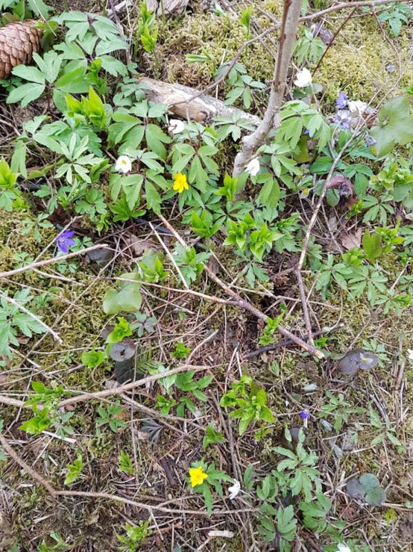 Viesatas upesloku dabas taka Tukuma  pusē ir ārkārtīgi skaista un patiks garāku pastaigu cienītājiem 281438