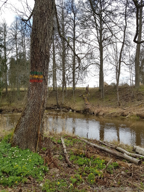 Viesatas upesloku dabas taka Tukuma  pusē ir ārkārtīgi skaista un patiks garāku pastaigu cienītājiem 281441