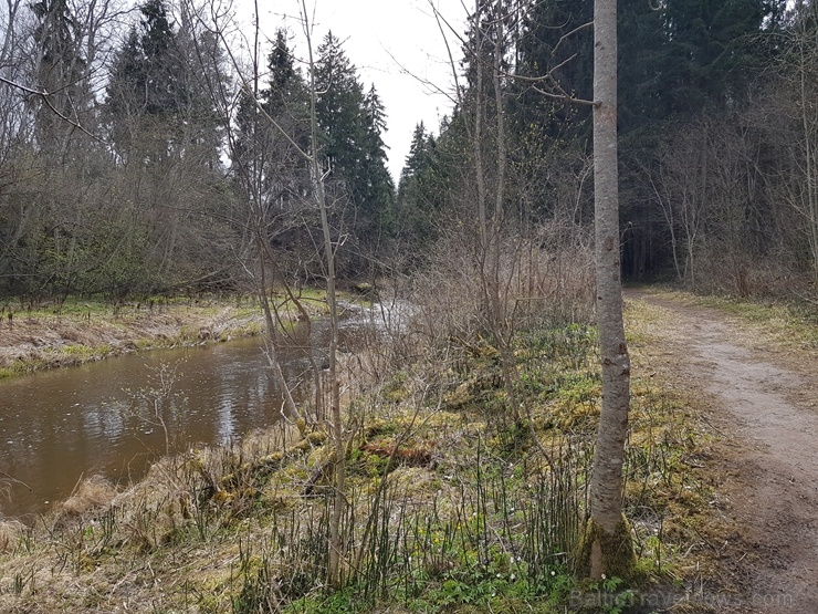 Viesatas upesloku dabas taka Tukuma  pusē ir ārkārtīgi skaista un patiks garāku pastaigu cienītājiem 281444