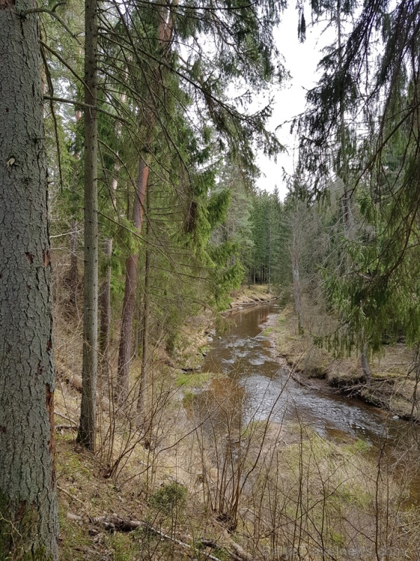 Viesatas upesloku dabas taka Tukuma  pusē ir ārkārtīgi skaista un patiks garāku pastaigu cienītājiem 281457