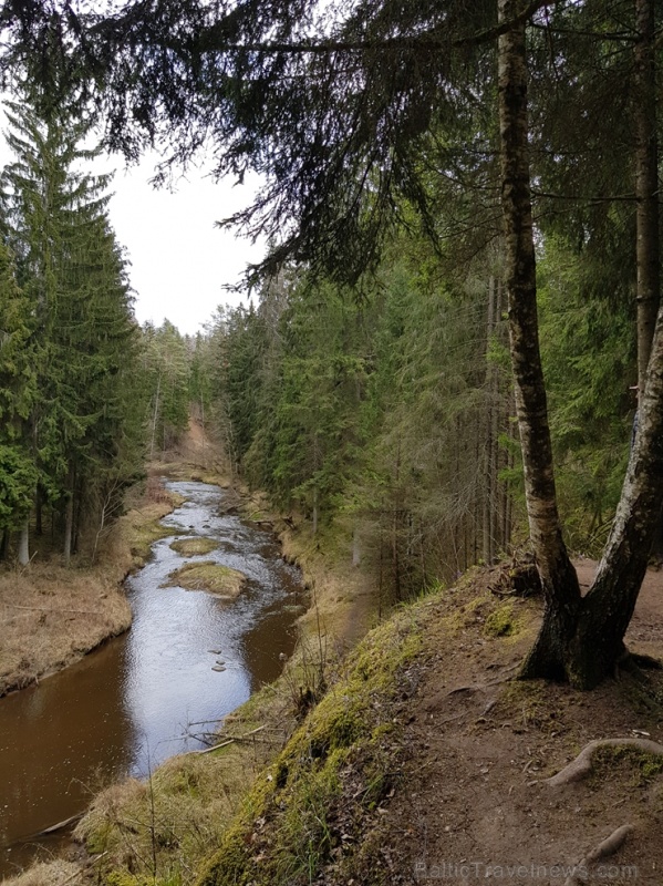 Viesatas upesloku dabas taka Tukuma  pusē ir ārkārtīgi skaista un patiks garāku pastaigu cienītājiem 281464