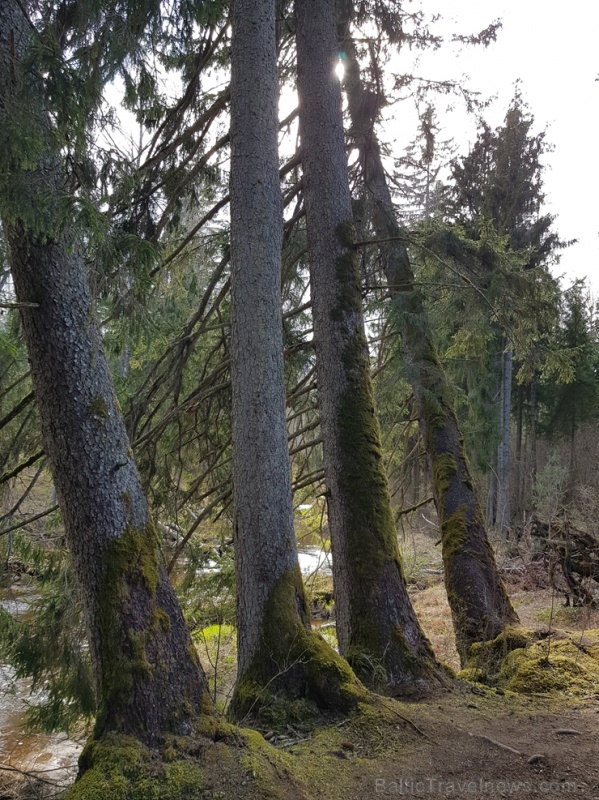 Viesatas upesloku dabas taka Tukuma  pusē ir ārkārtīgi skaista un patiks garāku pastaigu cienītājiem 281473