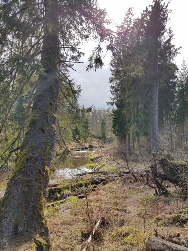 Viesatas upesloku dabas taka Tukuma  pusē ir ārkārtīgi skaista un patiks garāku pastaigu cienītājiem 281474