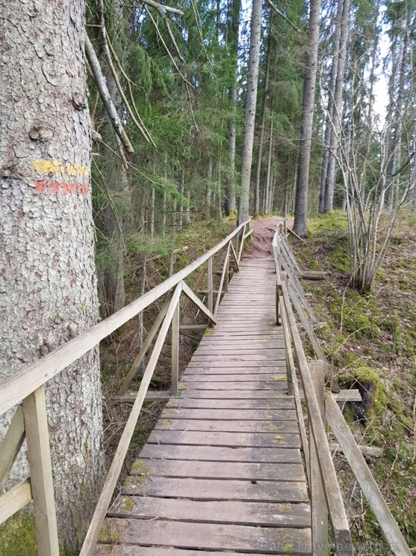 Viesatas upesloku dabas taka Tukuma  pusē ir ārkārtīgi skaista un patiks garāku pastaigu cienītājiem 281478